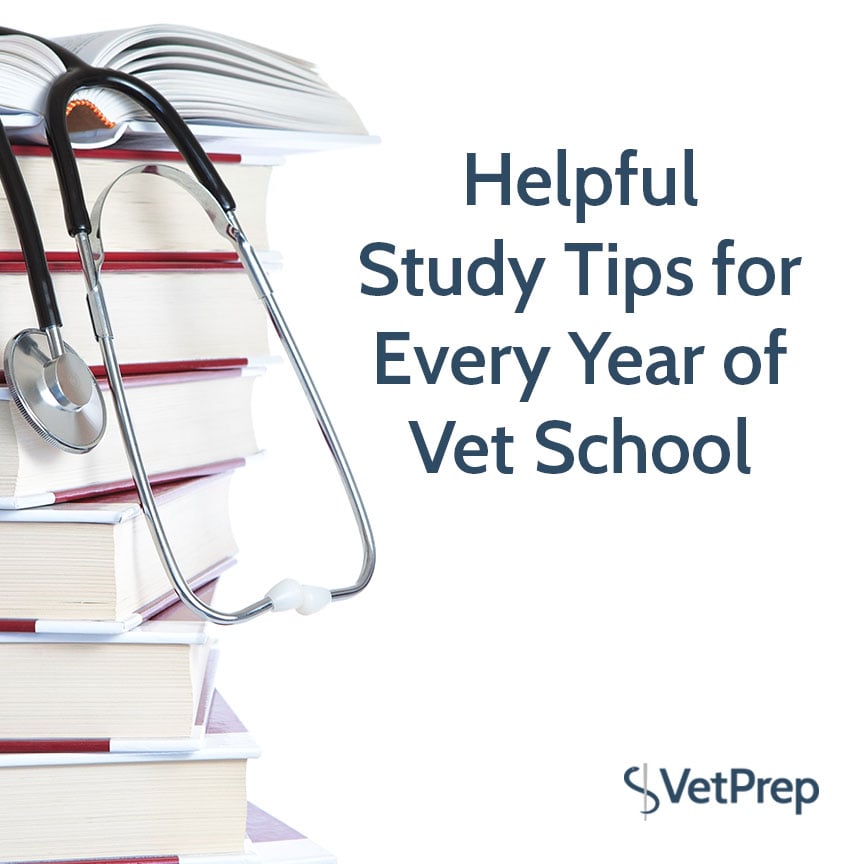Helpful Study Tips for Every Year of Vet School